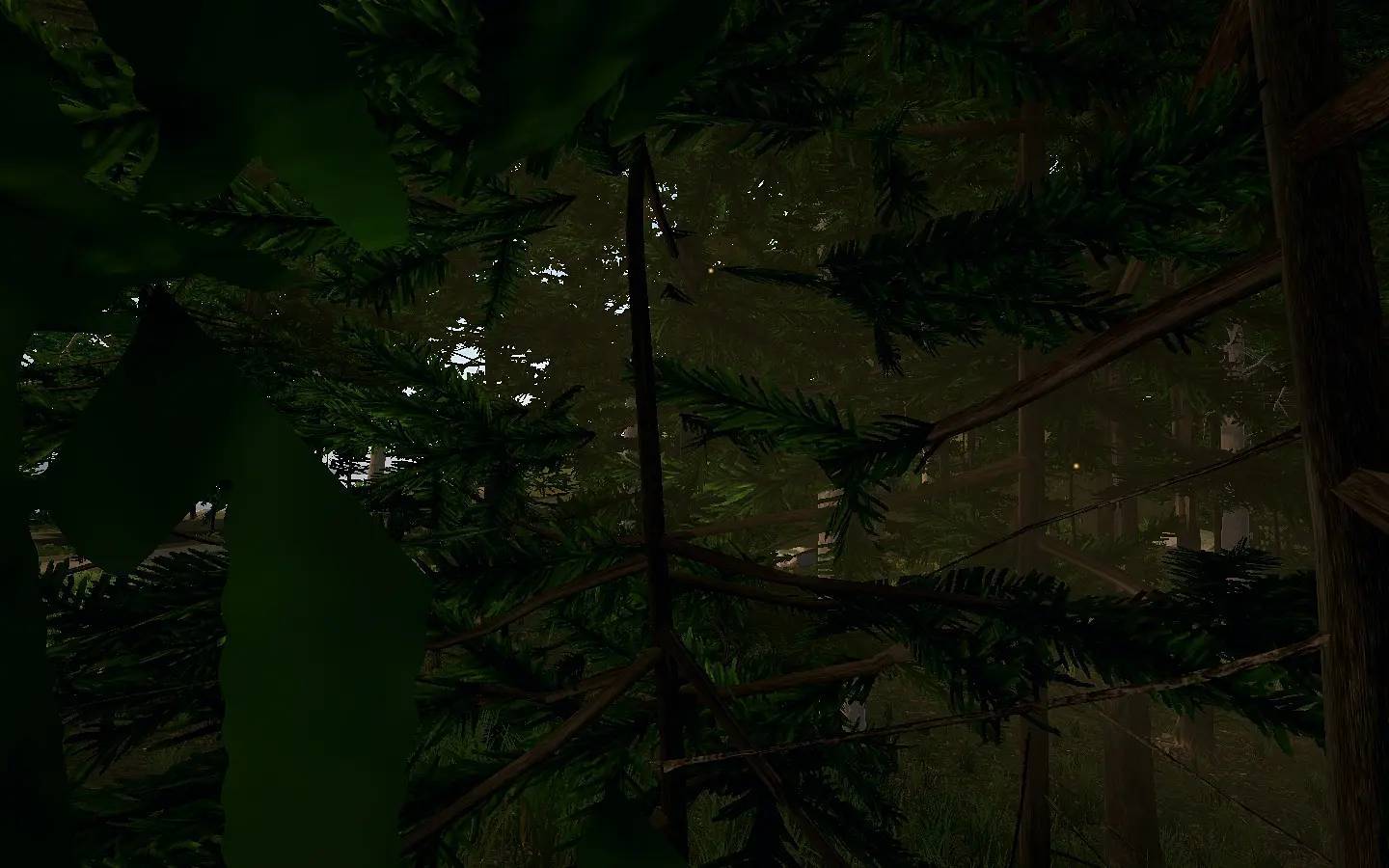 Tall pines in the harvesting forest seen from the path.